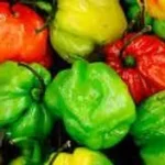 Jamaican Scotch Bonnet Pepper