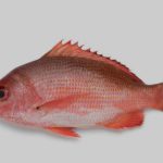 Caribbean Red Snapper / lbs