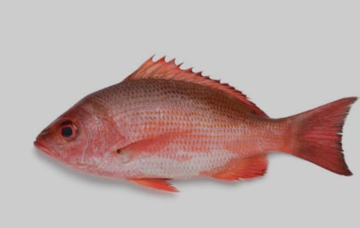 Caribbean Red Snapper